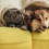 The 411 on Pets and Apartments